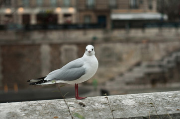 mouette sur le bord de la seine à Paris