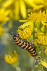 Cinnabar Caterpillar (Tyria jacobaeae)
