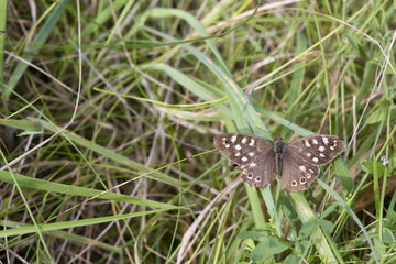 speckled wood butterfly