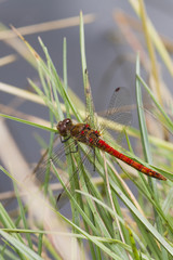 Ruddy Darter Dragonfly  (Sympetrum sanguineum)