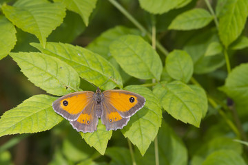 Gatekeeper Butterfly (Pyronia tithonus)