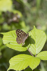 speckled wood butterfly