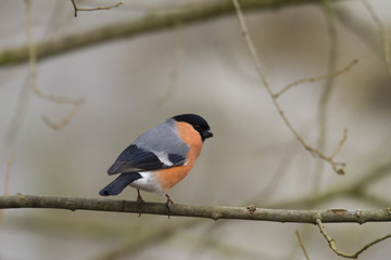 Fototapeta premium Bullfinch (Pyrrhula-pyrrhula)