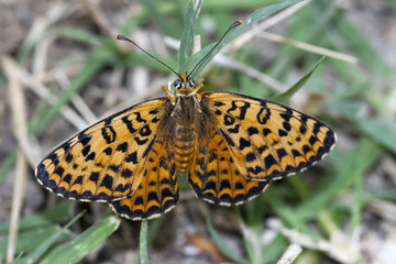 Butterfly melitaea didyma resting;  Great Spangled Fritillary