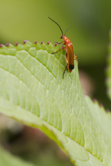 Beetle (Rhagonycha fulva)