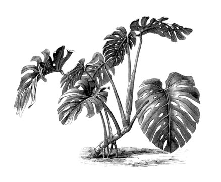 Fototapeta Philodendron