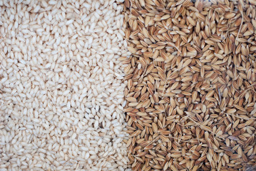 Harvest rice half background