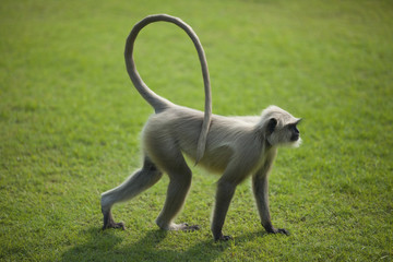 Monkey langur or hanuman on the green grass in India