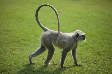 Fotobehang Aap Monkey langur or hanuman on the green grass in India  © sugar0607