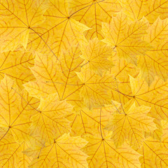 background of dry yellow maple leaves
