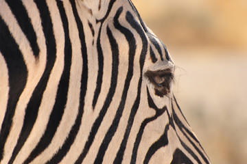 Fototapeta na wymiar Zebra im Detail
