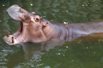 Hippopotamus