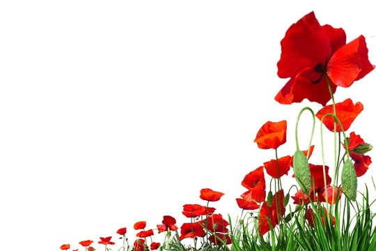 Coquelicots.