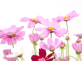 Pink flower of cosmos isolated on white background