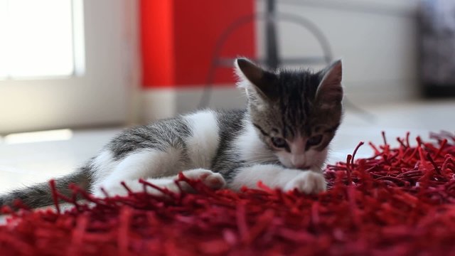 Gattino gioca sul tappeto