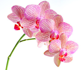 orchid flower