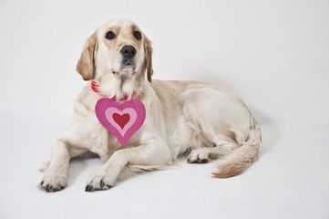 golden retriever