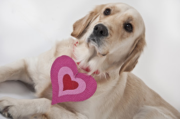golden retriever