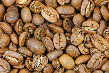 Maragogype coffee beans