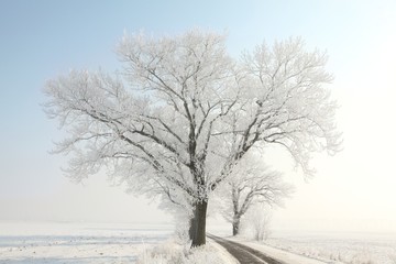 Trees covered with frost against a blue sky