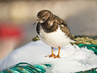 Turnstone