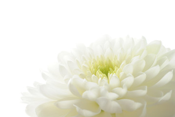 White chrysanthemum isolated on white - obrazy, fototapety, plakaty