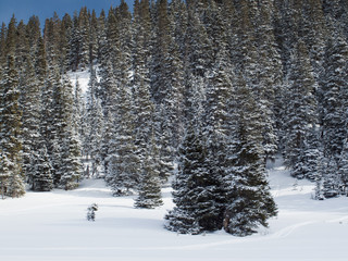 Fototapeta premium After Snow Storm
