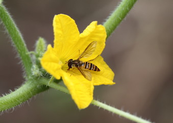ゴーヤの花の蜜蜂