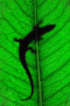Lizard on leaf