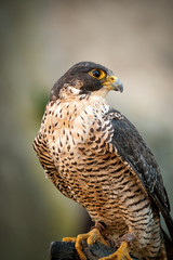 Peregrine Falcon Portrait ..Peregrine Falcon Portrait ..