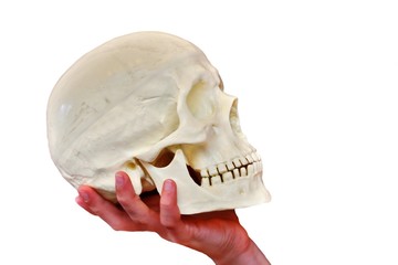 skull and white background