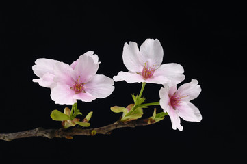 cherry blossom sakura on black