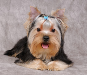 Puppy of the Yorkshire Terrier