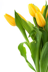 gelbe Tulpen vor weissem Hintergrund
