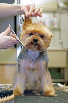 chien - yorkshire - coupe aux ciseaux  # 28