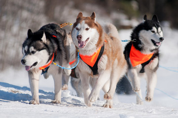 sled dog race siberian huskies