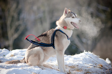 sled dog siberian husky waiting for the start of race © otsphoto
