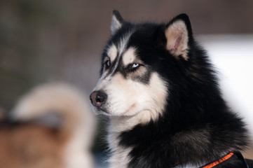 black siberian husky with blue eyes