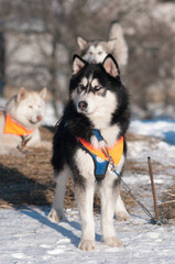 sled dog waiting for the start siberian husky
