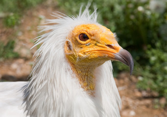 Egyptian Vulture