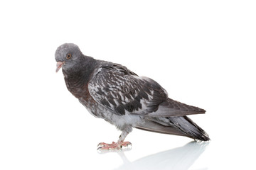 One grey pigeon isolated on white