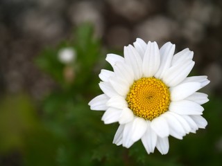 Fototapeta premium ノースポール