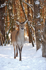 Deer in winter