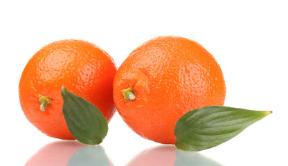 mineola fruits with leafs  isolated on white