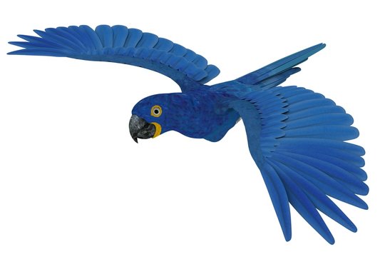 Hyacinth Macaw