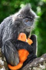 grey monkey with baby