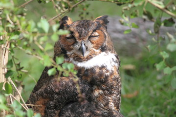 アメリカワシミミズク