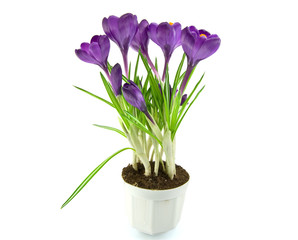 Beautiful violet crocus isolated on white