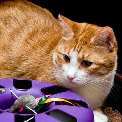 Young red cat with big green eyes