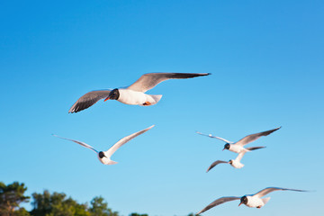 Seagulls